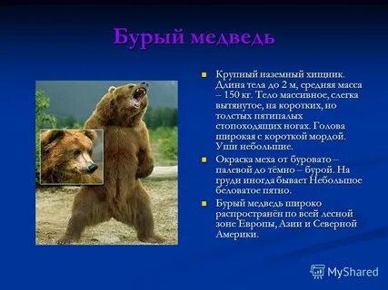 Бурый медведь сообщение 4 класс окружающий