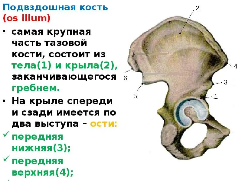 Подвздошная кость анатомия человека. Подвздошный гребень тазовой кости. Подвздошная кость гребень. Подвздошная кость гребень кости.