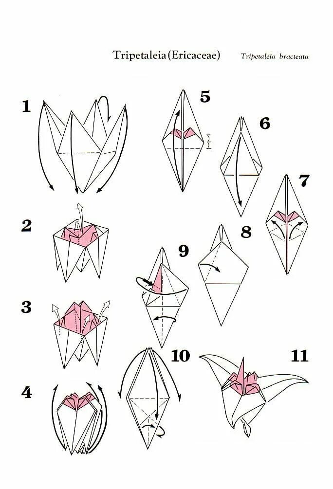 Оригами из бумаги цветы для начинающих пошагово. Цветок из бумаги схема складывания пошагово. Цветы в технике оригами из бумаги схемы для начинающих. Кусудама Лилия схема.