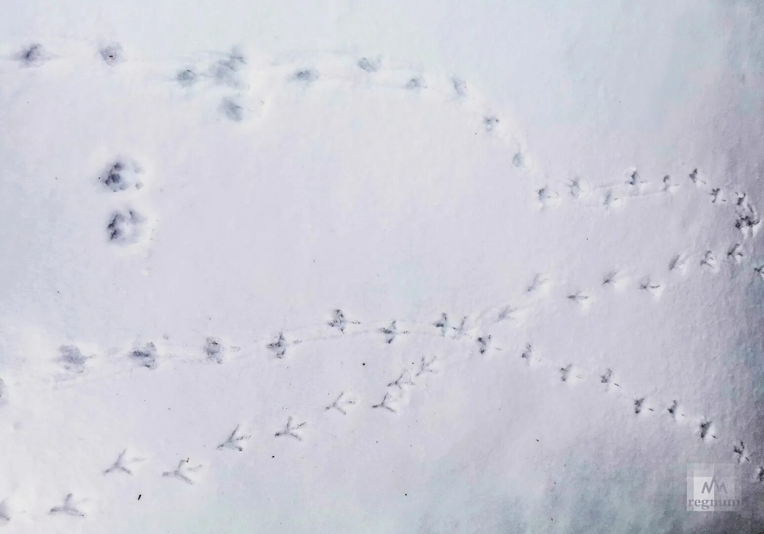 Следы голубя. Птичьи следы на снегу. Следы ворона на снегу. Следы птиц на снегу.
