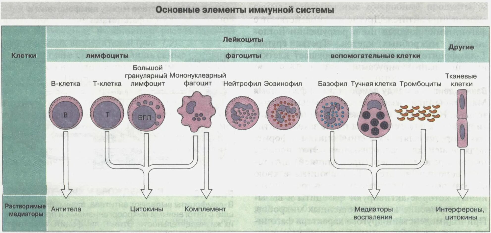 какую роль выполняют клетки иммунной системы