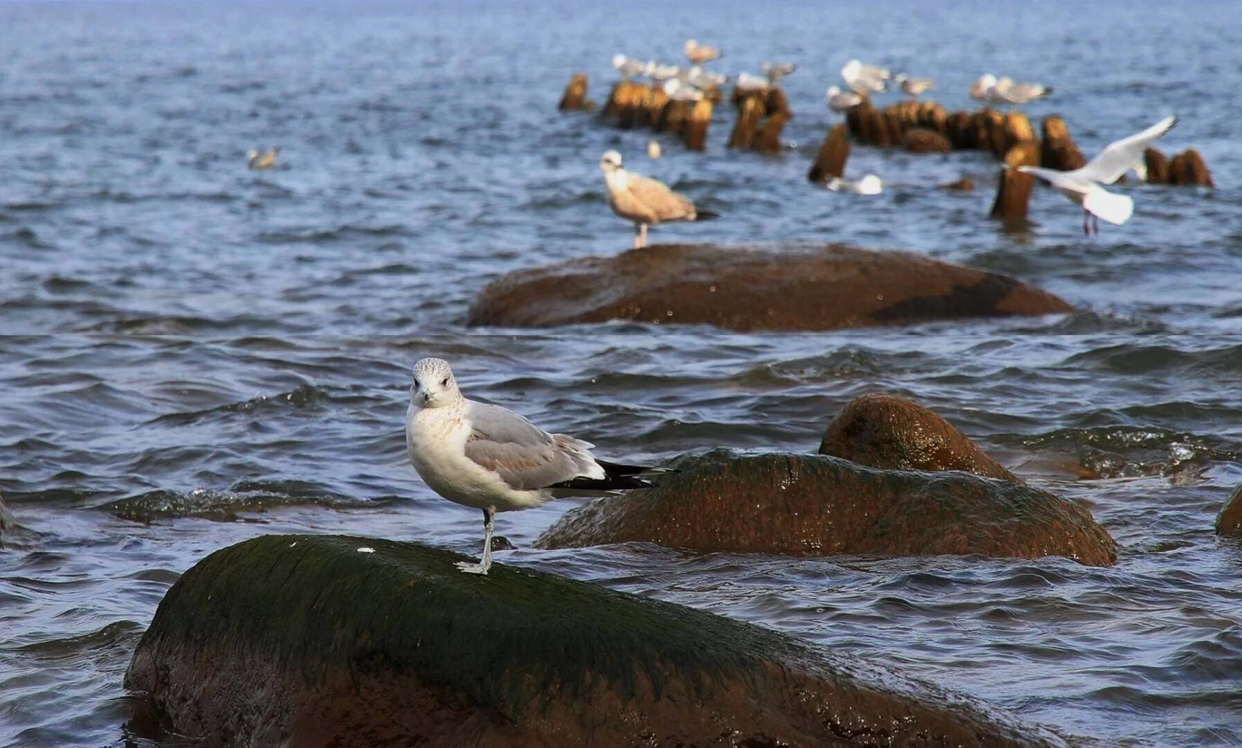 Птицы на речке. Балтийская чайка баклан. Морские птицы балтийского моря. Птицы на балтийском море. Балтийская чайка баклан.