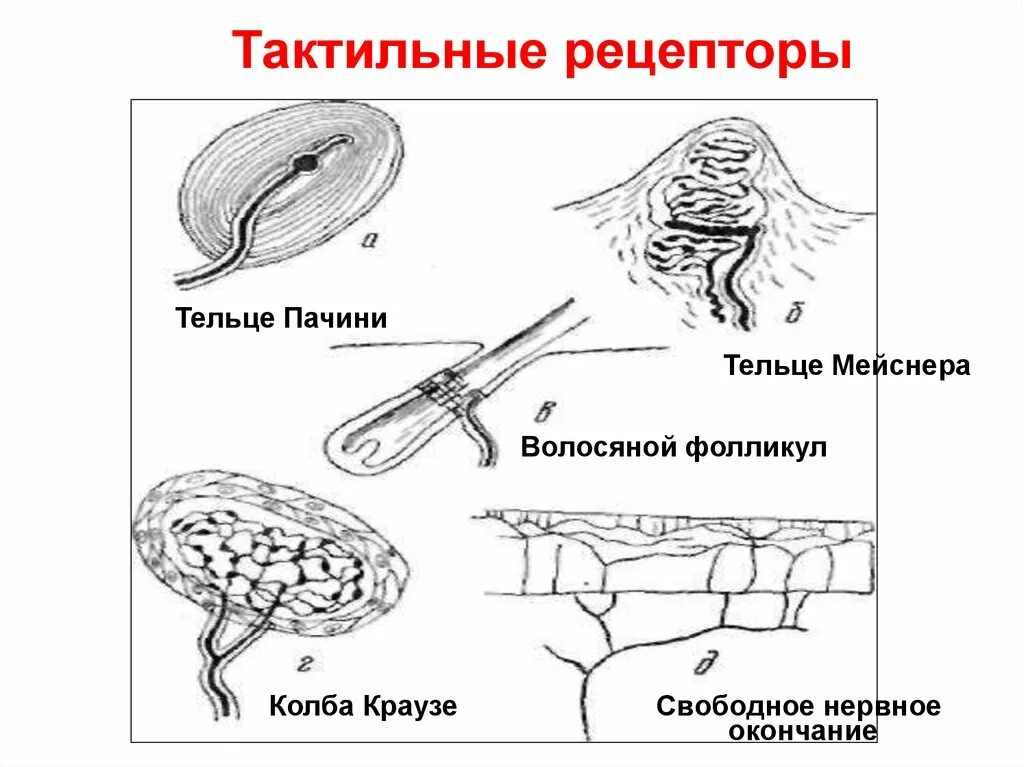 Рецепторы тактильного анализатора. Рецепторы кожи тактильной чувствительности. Тактильные рецепторы кожного анализатора. Функции тактильных рецепторов.