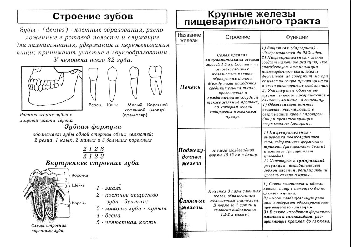 Таблица по биологии органы пищеварения строение функции. Строение и функции пищеварительной системы 8 класс биология. пищеварительная система строение зубов. строение и функции пищеварительной системы таблица. опорный конспект по биологии 8 класс функции органов пищеварения.
