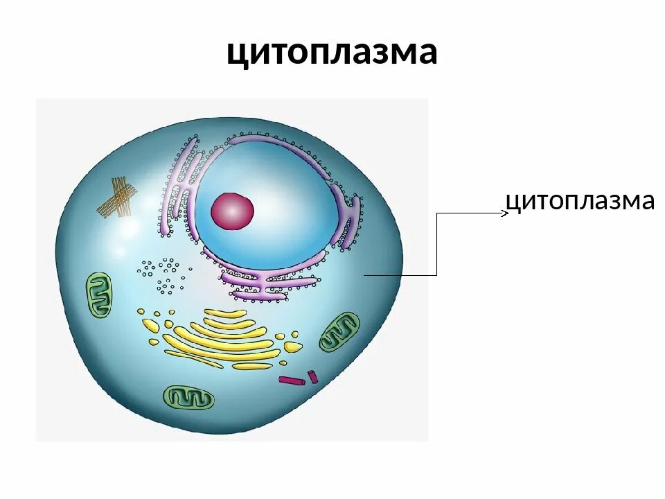 Рисунок цитоплазмы клетки