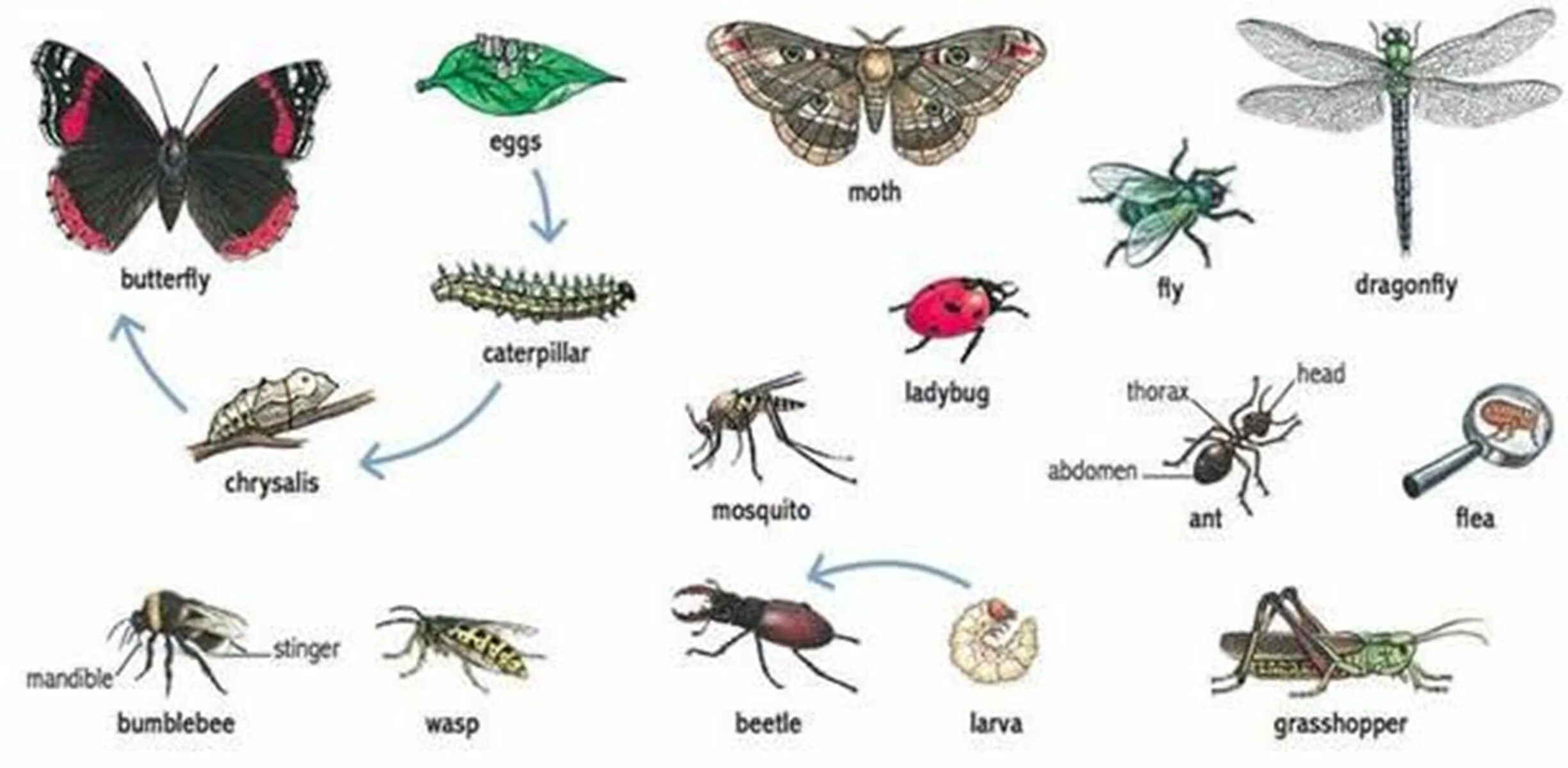 Насекомые названия. Названия насекомых на английском. Насекомые на английском для дошкольников. Насекомыш на английском. Жук на английском языке