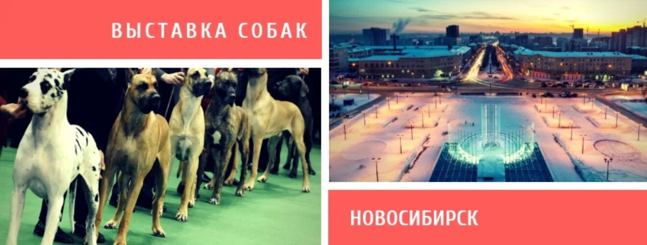 Выставка собак Новосибирск 2022. Выставка собак в Москве 2022. Выставка собак в Новосибирске 2023. Выставка собак афиша. Выставка собак июня