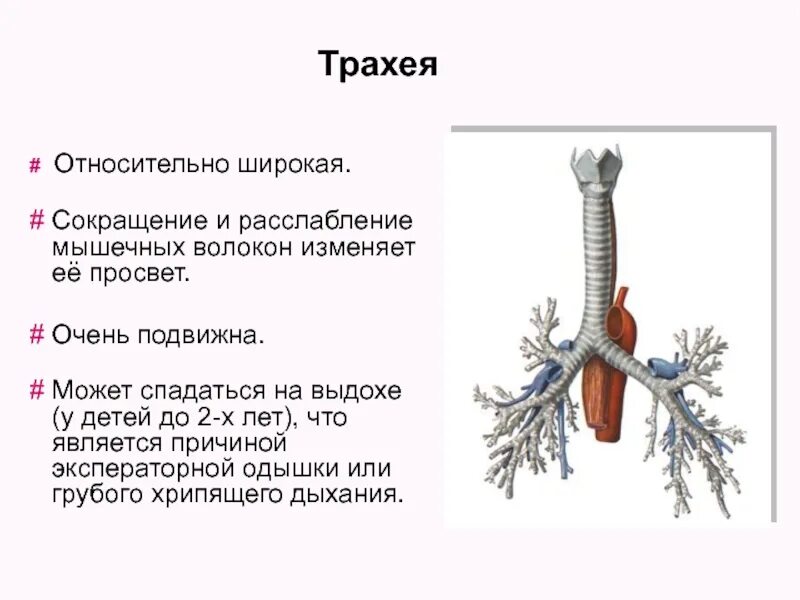 Функции трахеи. Афо трахеи у детей. Функции трахеи анатомия. Характеристика строения трахеи. Анатомо-физиологическая характеристика трахеи.