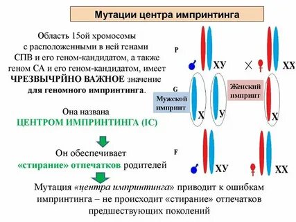 Случайное изменение генов это