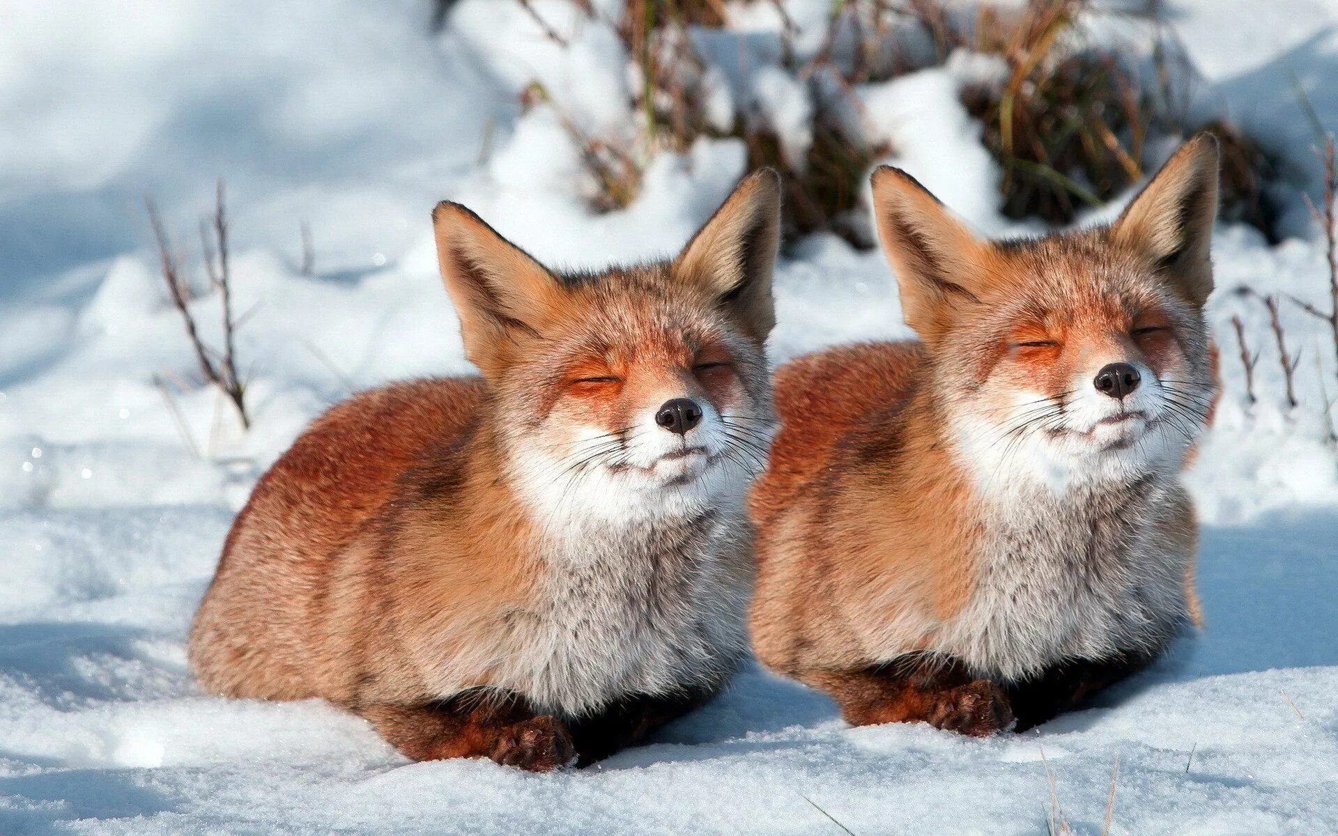 Лиса зимой. Две лисы. Милые лисы. Лиса в зимнем лесу. Fox ii