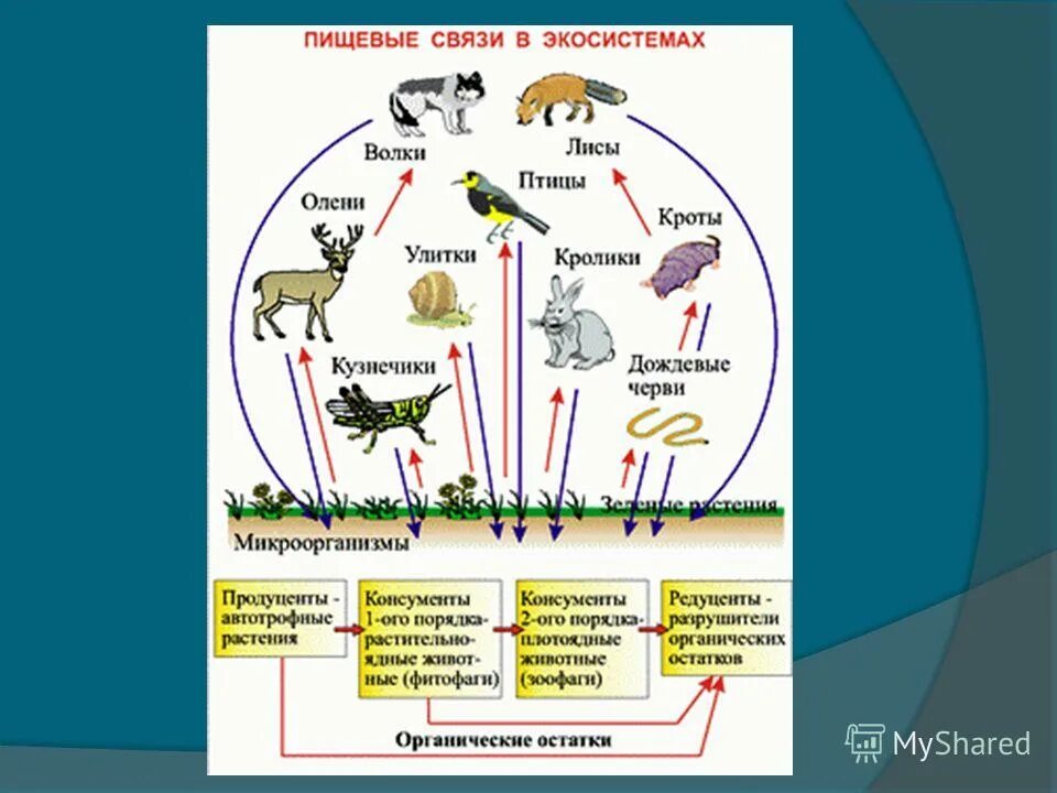 Пищевые связи в экосистеме презентация