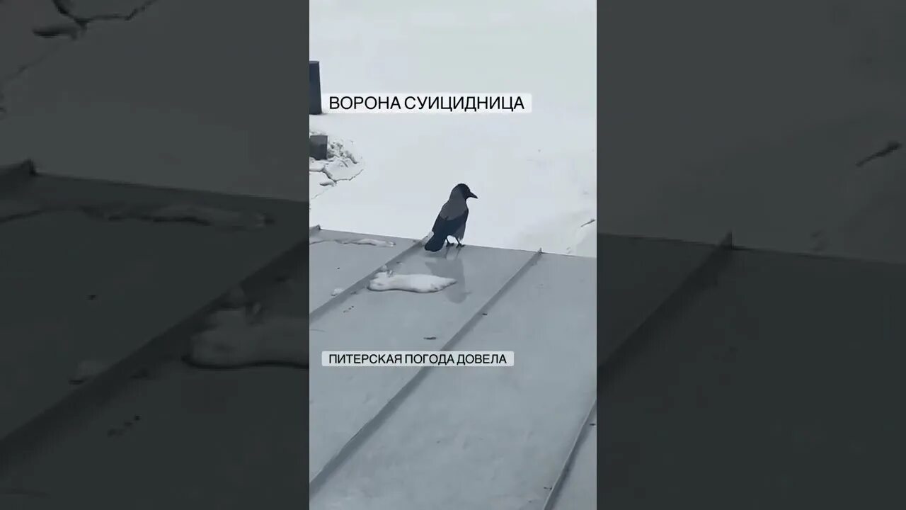 Ворона и палец прикол. Вороны мемы. Ворона с сигаретой. Девушка птица. Ворон и палец прикол с девушкой.