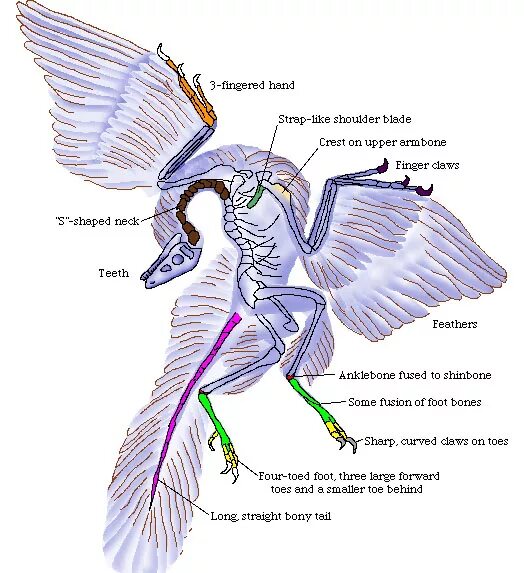 Анатомия археоптерикса. Внутреннее строение археоптерикса. Археоптерикс строение. Археоптерикс Эволюция птиц. Скелет археоптерикса