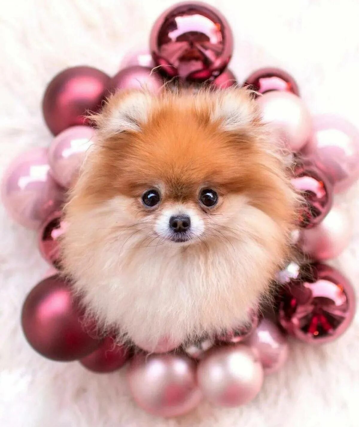 Вельш шпиц. Померанский шпиц Teacup.. Померанский Пуппи. Шпиц cute Pomeranian.