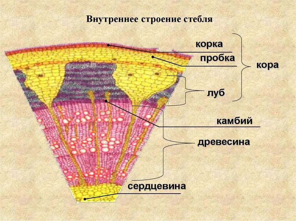Биология 6 строение стебля. Срез древесного стебля строение. внутреннее строение стебля древесина. внутреннее строение древесного стебля схема. внутреннее строение стебля древесного растения таблица.