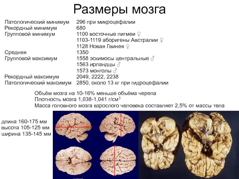 Относительные размеры мозга. Объем головного мозга. Размер мозга человека. Средний объем мозга современного человека. Размеры головного мозга.