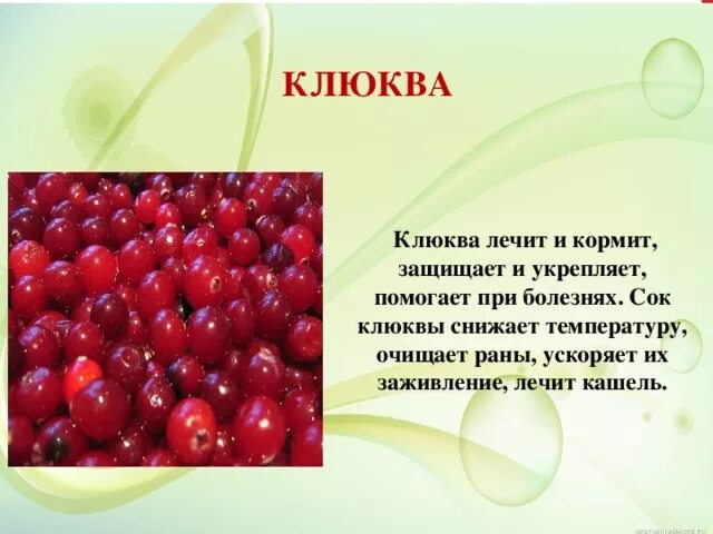 Клюква на английском. Клюква презентация. Клюква про русских. Клюква в русском костюме. Диктант 4 класс по русскому языку клюква.
