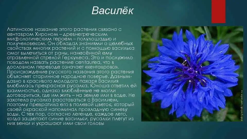 Василек описание 3 класс. Василек на латинском. Василёк синий однолетнее или многолетнее растение. Василек текст описание.