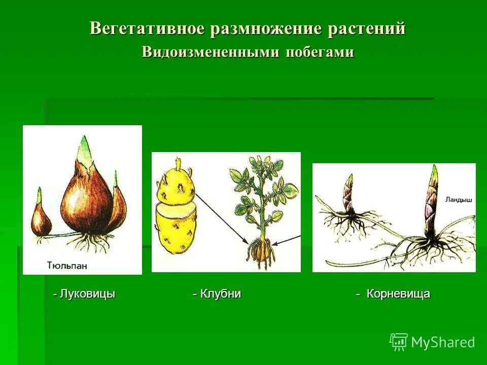 Вегетативное размножение подземными побегами. Вегетативное размножение клубнями и луковицами. Схема вегетативного размножения растений луковицами. Вегетативное размножение подземные видоизмененные побеги.