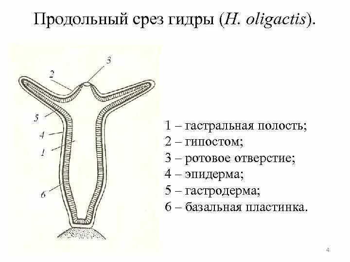 Строение гидры продольный срез. Строение гидры продольный разрез. Строение гидры продольный и поперечный срез. Поперечный срез гидры строение. Формируется гастральная полость