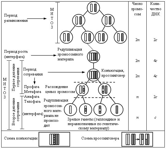 Развитие половых клеток. Мейоз. Оценка 4. Развитие половых клеток мейоз оплодотворение 9 класс. Схема гаметогенеза таблица. Развитие половых клеток мейоз.