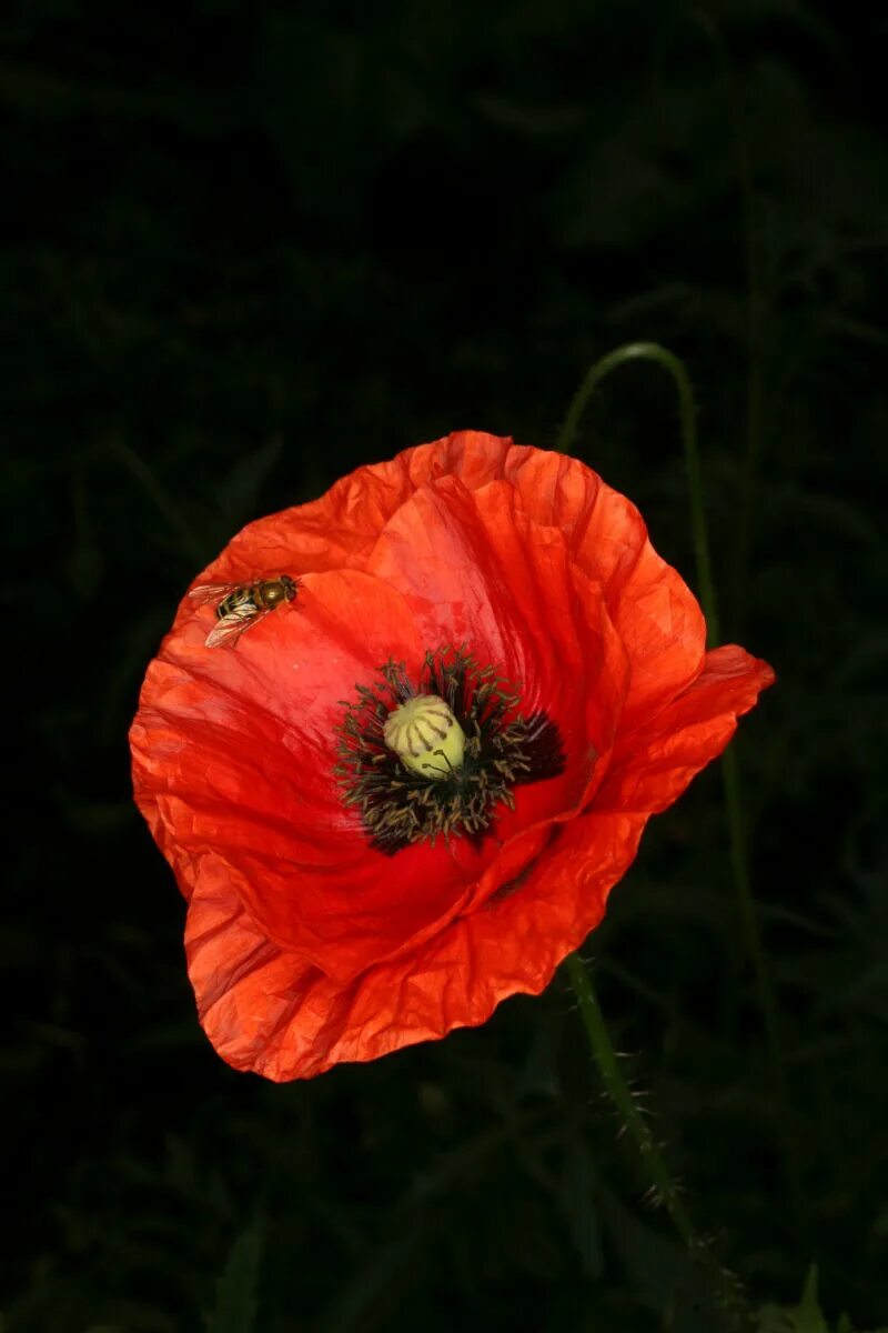 Corn poppies. Мак папавер самосейка. Мак самосейка (Papaver rhoeas). Мак самосейка (Papaver rhoeas) Ширли.. Мак Крымская самосейка опиумная.