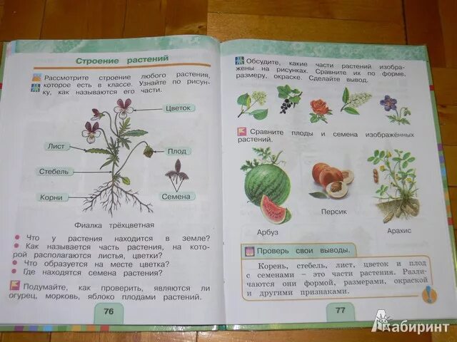Окр мир стр 67. Окружающий мир 1 класс учебник Плешаков части растений. Учебник окружающий мир 1 класс школа России 1 часть. Школа России окружающий мир 1 часть книга 3 класс части растений. Учебник по окр миру 1 класс.