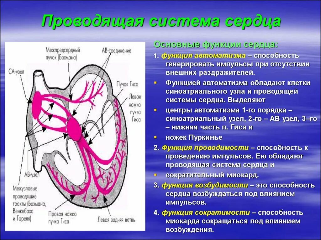 Миокард правого предсердия. Проводящая система сердца строение и функции. Проводящая система сердца структура функции. Функции проводящей системы сердца физиология. Строение и функции проводящей системы сердца.