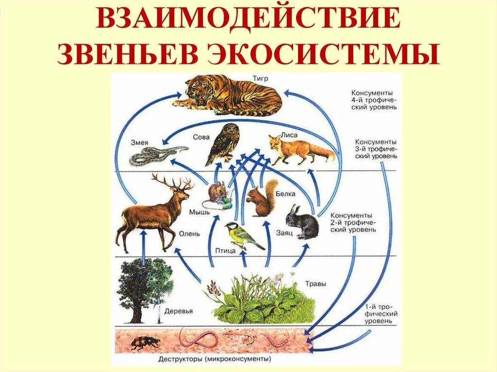 Конспект урока взаимосвязи организмов в природных сообществах. Звенья экосистемы. Взаимодействие экосистем. Звенья цепи экосистемы. Основные звенья биогеоценоза.