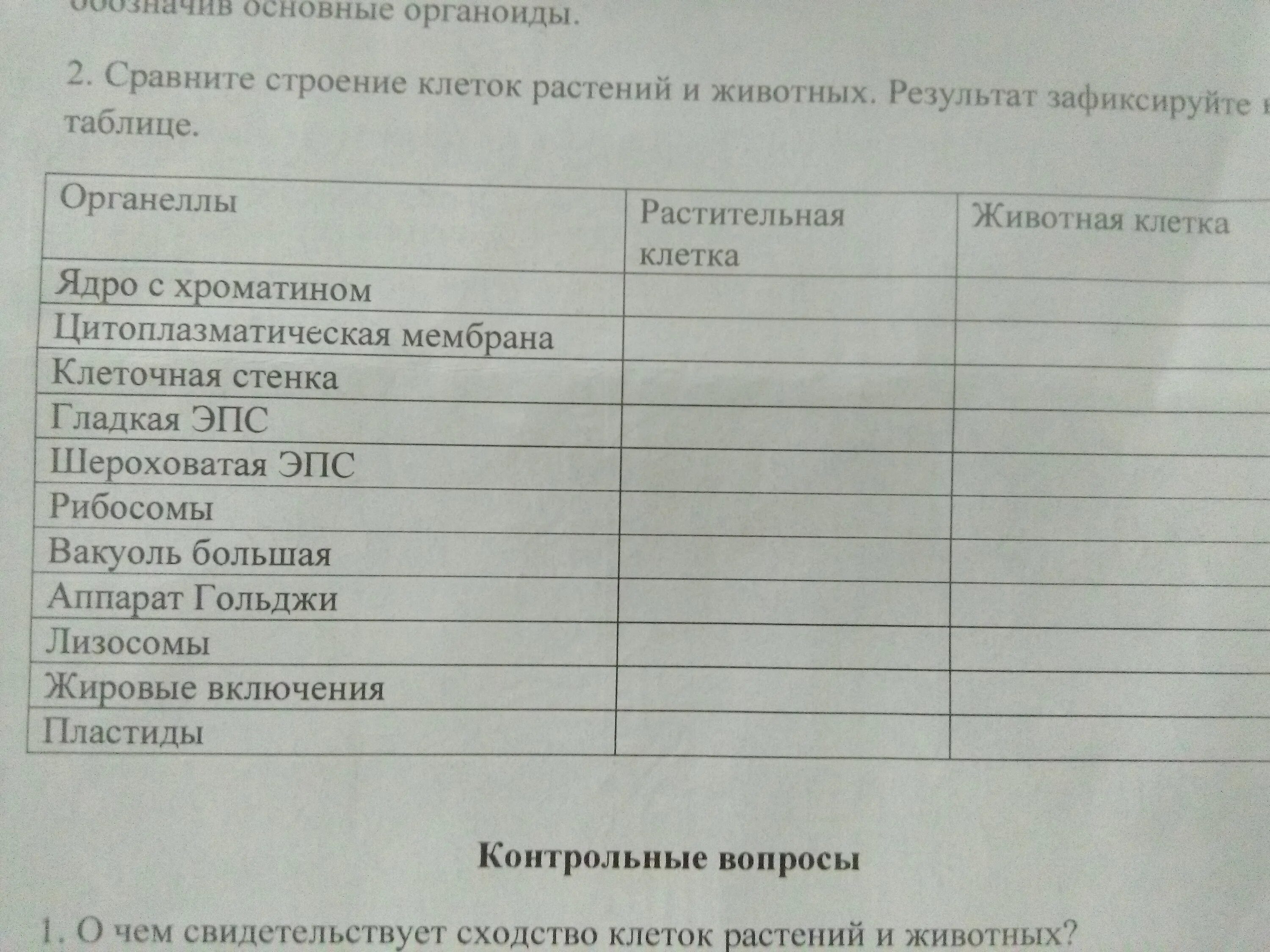 Сравнение строения клеток растений и животных. Сравните строение растений. Бактериальная клетка отличается от растительной клетки. Сравните строение растений. Сравнительная характеристика эукариот растения животные грибы.