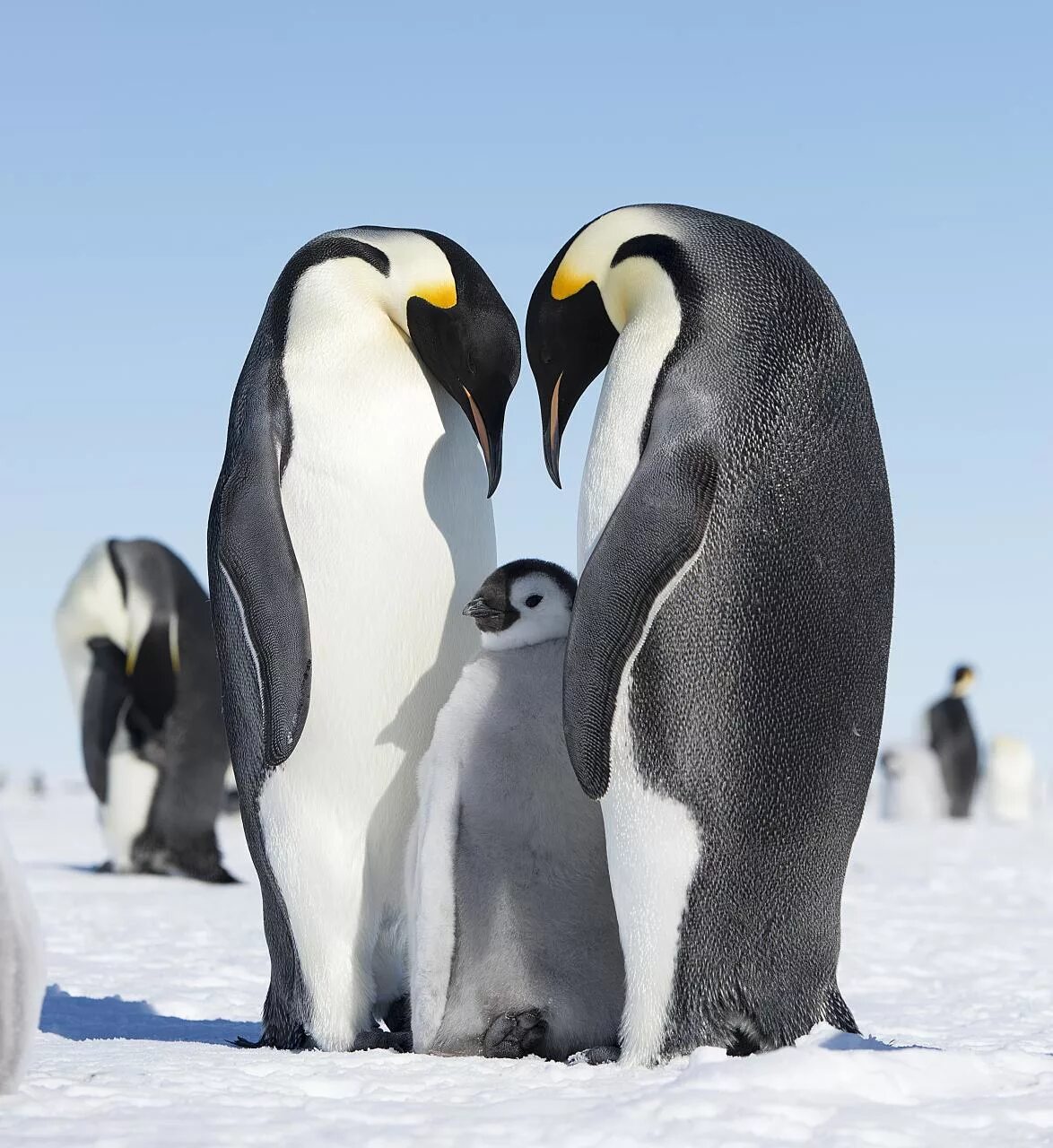 Где живет императорский пингвин. Императорский Императорский Пингвин. Императорский Пингвин в Антарктиде. Императорский Пингвин ареал. Королевский Пингвин в Антарктиде.