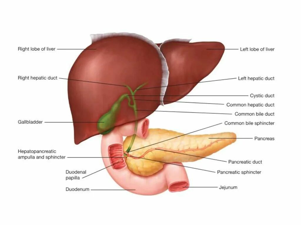 Печень анатомия. Печень анатомия человека расположение. Анатомическое расположение печени. Печень и желчный пузырь анатомия.
