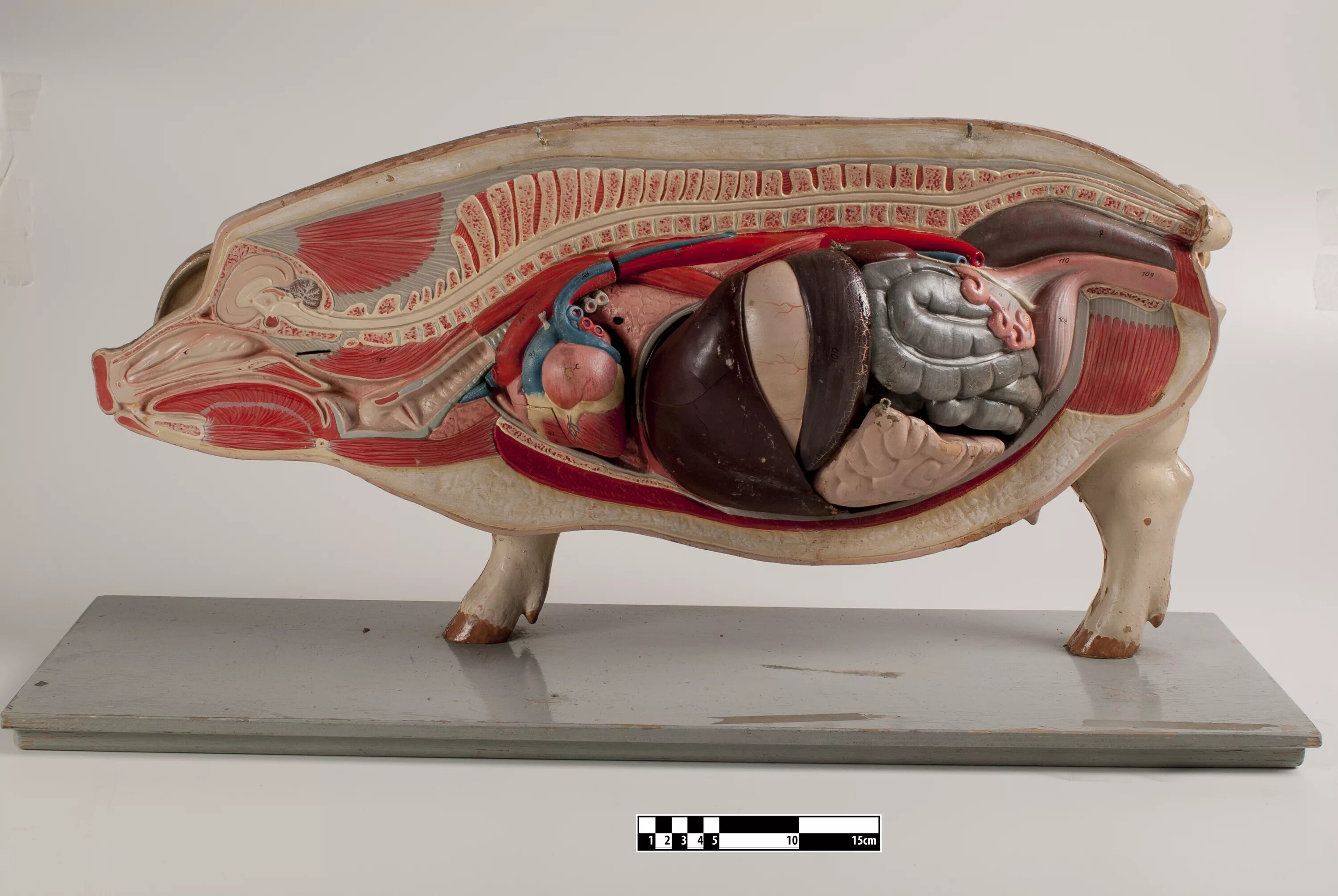 Внутреннее строение органов животных. Анатомия свиньи атлас. Анатомия свиньи ССС атлас. Внутренние органы свиньи. Анатомия внутренних органов свиньи.