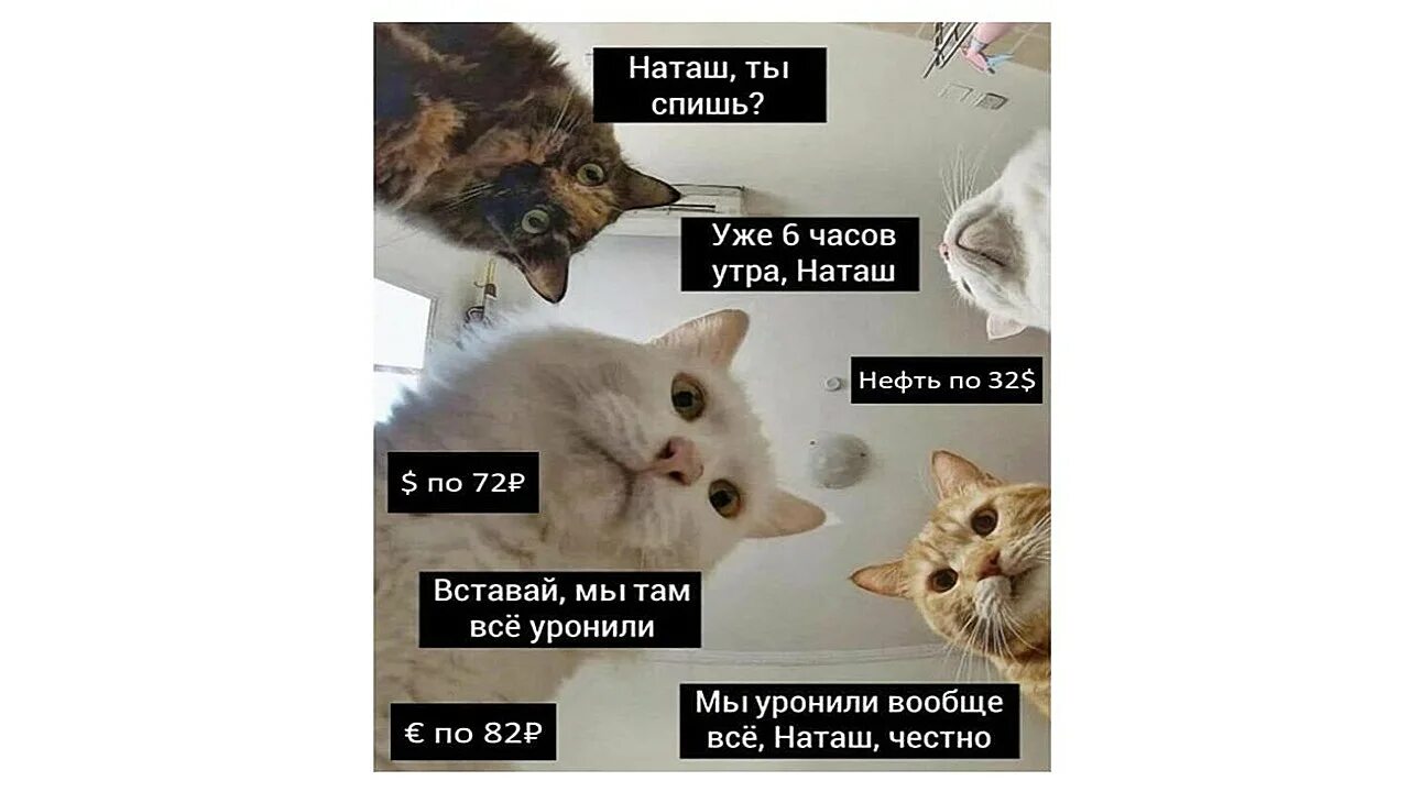 Мемы с котом. Наташа вставай мы все уронили. Мем Наташь мы все уронили. Кот Мем.