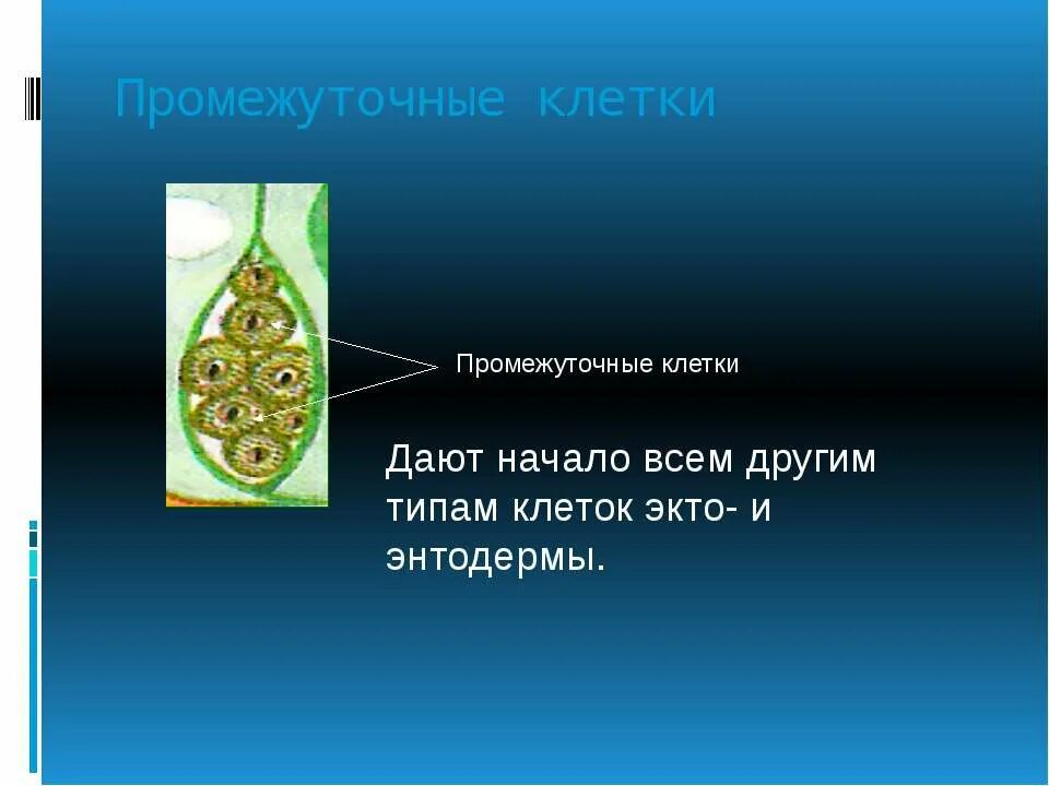 Промежуточная по биологии 8. Промежуточные клетки. Строение промежуточной клетки. Промежуточные клетки гидры. Промежуточные клетки функции.