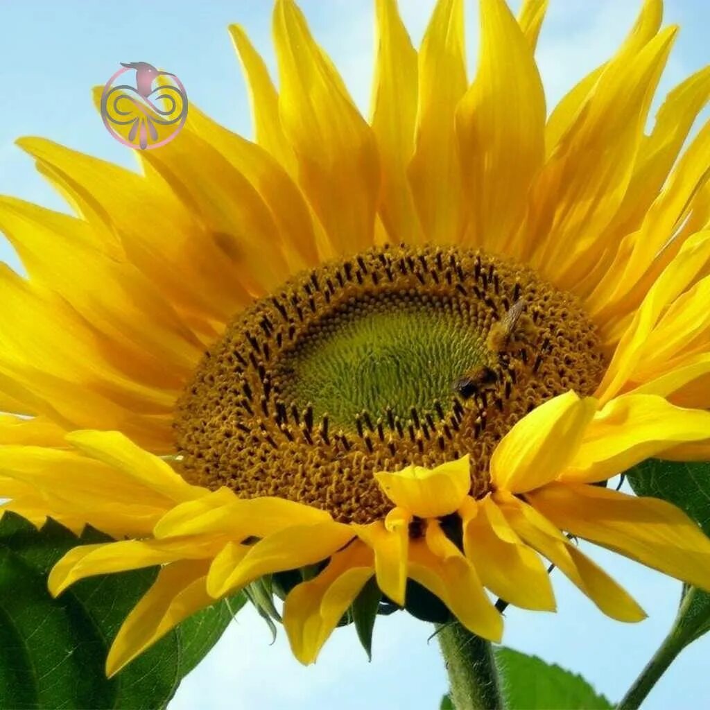 Подсолнечник вид соцветия. Гелиантус Винсент. Helianthus annuus. Подсолнух Сложноцветные. Подсолнечник обыкновенный (Helianthus annuus l.)..