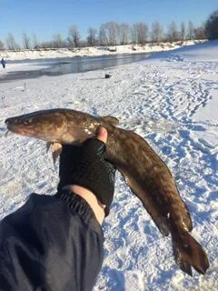 Налимов лениво ловили