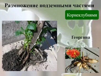 Георгины размножение