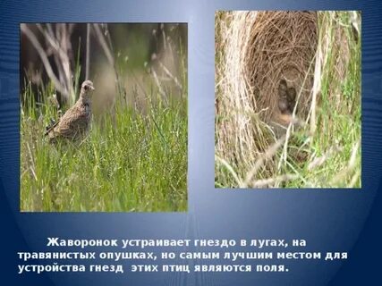 Какая птица живет вьет гнезда на лугу