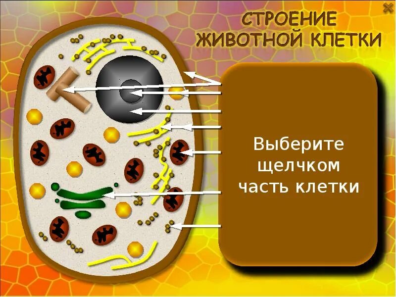 Зачем тренеру знать строение клетки. Модель животной клетки 5 класс биология. строение животной клетки. макет строения клетки. клетка строение клетки.
