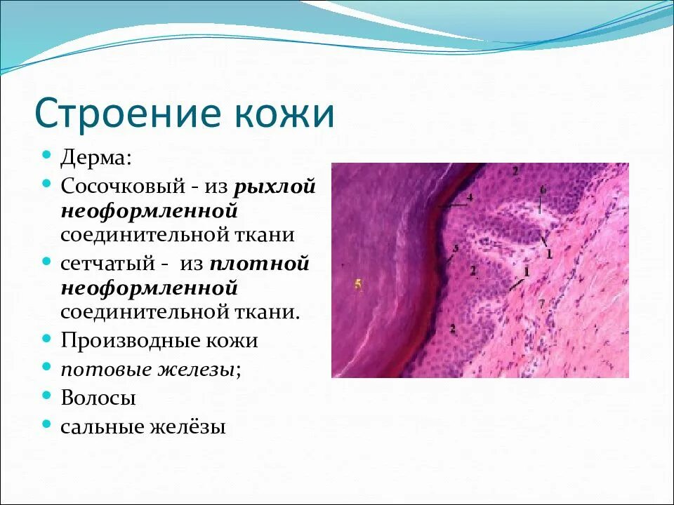 Какая структура дермы образована этой тканью. Плотная неоформленная соединительная ткань дерма кожи. Плотная соединительная ткань сетчатого слоя кожи. Плотная неоформленная соединительная ткань кожи человека. Плотная волокнистая неоформленная соединительная ткань кожа пальца.