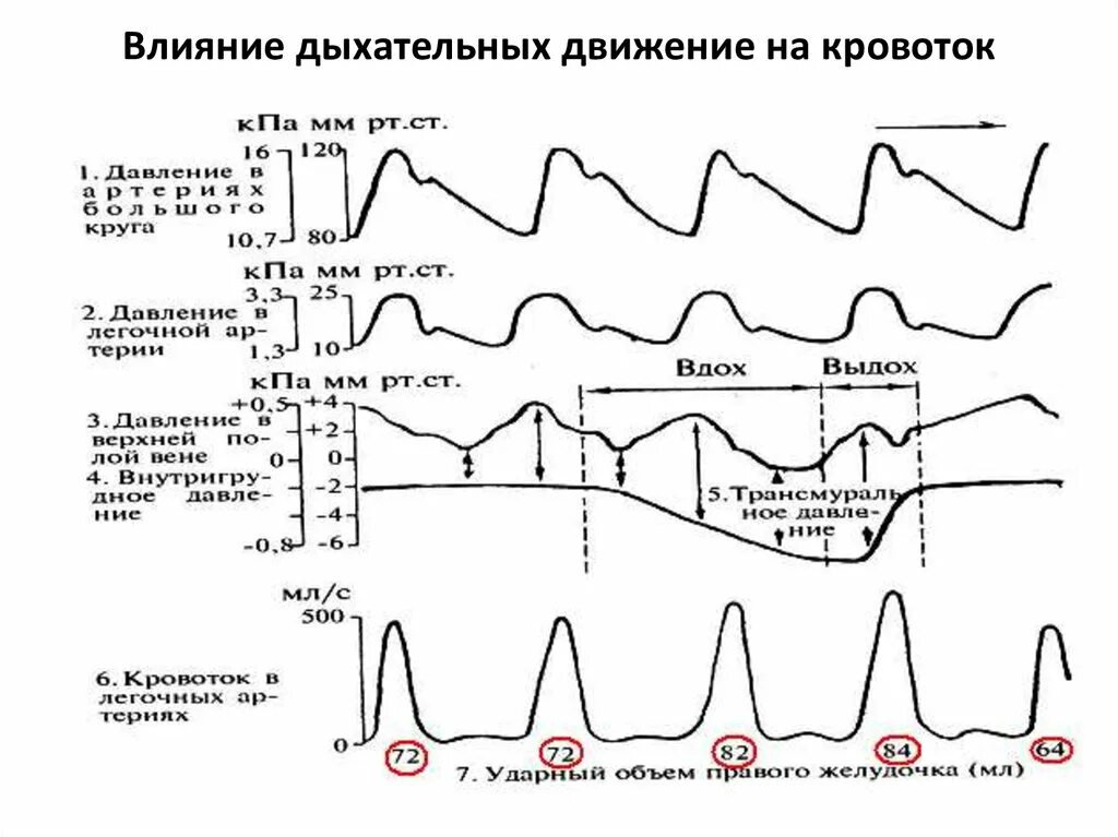 Дыхательная лихорадка. Изменения в органах и системах при лихорадке. Дыхательная лихорадка. Первая стадия лихорадки. Функции органов при лихорадке.