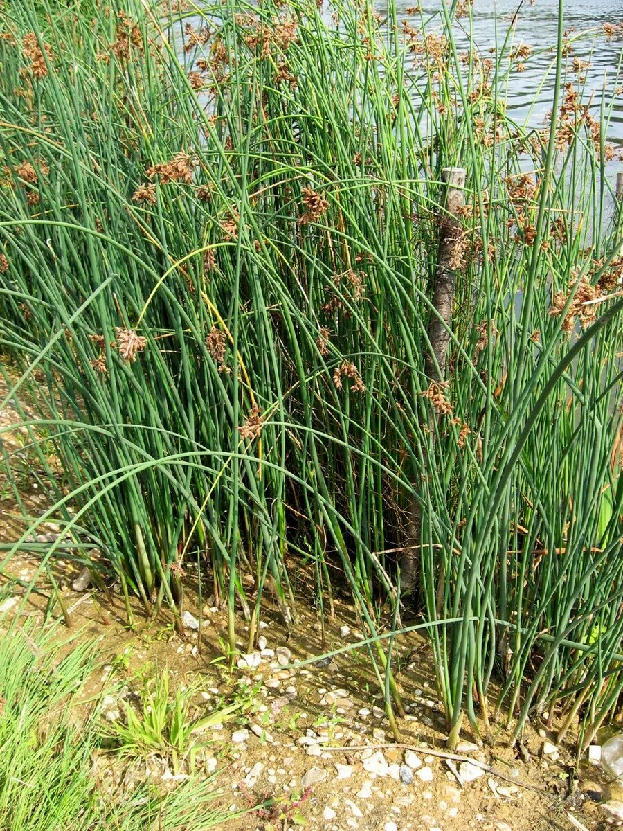 Похожа на болотную. Камыш Озёрный Scirpus lacustris. Схеноплектус Озерный. Осока тростник камыш рогоз. Камыш (Схеноплектус) Озёрный Schoenoplectus lacustris.