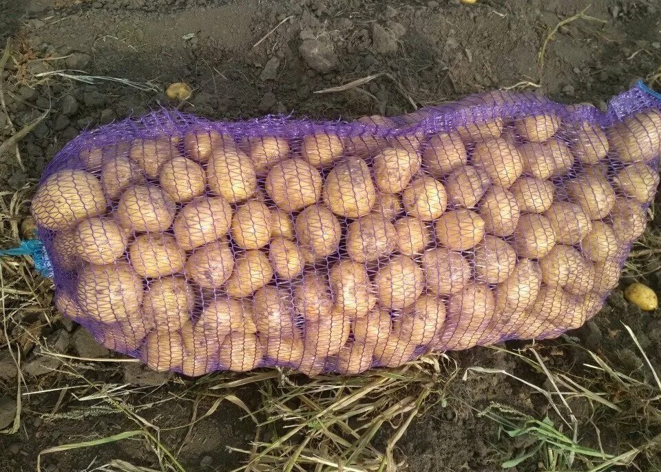 Галла сорт картофеля