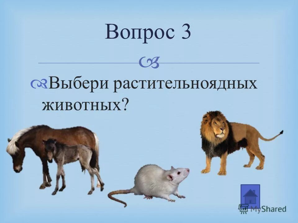 3 вопроса про животных. Вопросы про животных. животные с вопросом. загадки о растительноядных животных. картинки животных с вопросом.