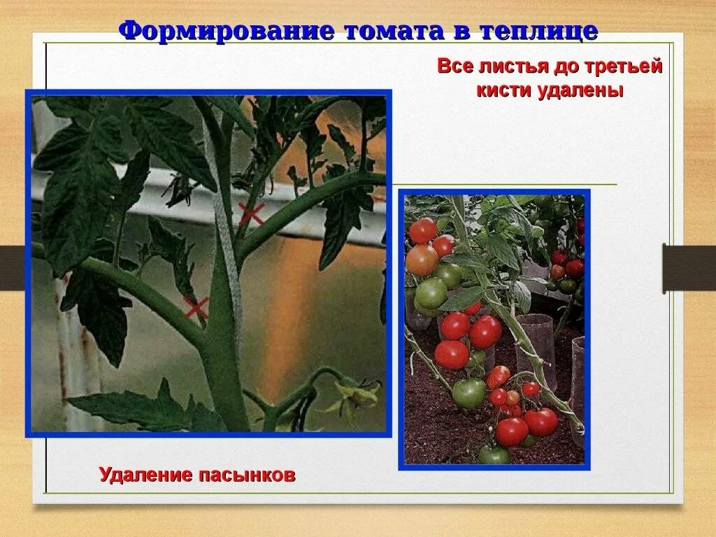 Как формировать помидоры