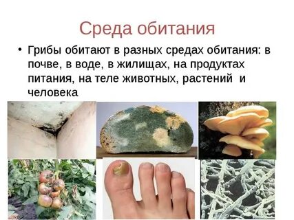 Где обитает плесневый гриб