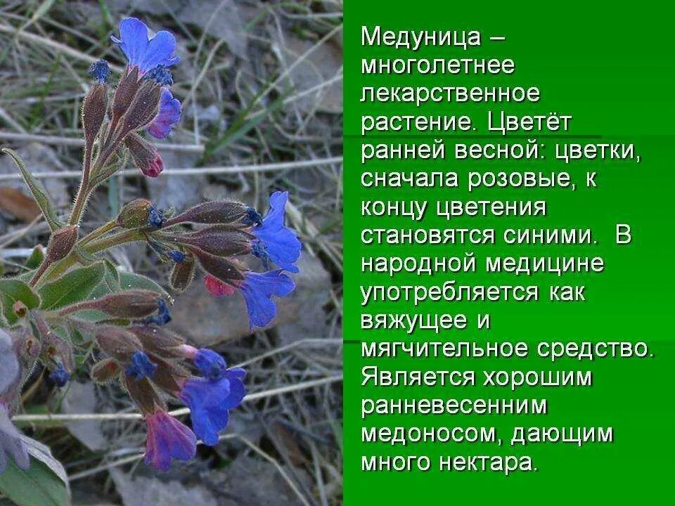 Медуница полезные свойства. Медуница цветок. Медуница валовидная. Медуница лекарственная трава. Медуница многолетние растения.