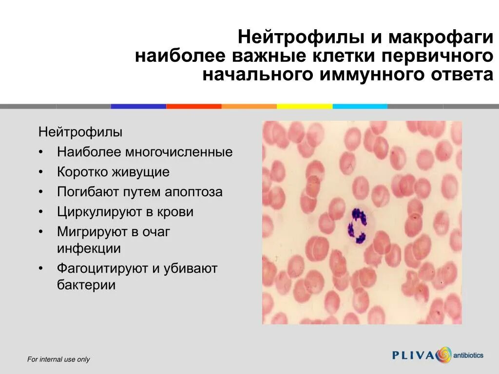 Нейтрофилы характеристика иммунология. Макрофаги и нейтрофилы при воспалении. Макрофаги это лейкоциты. Гранулоциты фагоциты. Клетками макрофагами являются