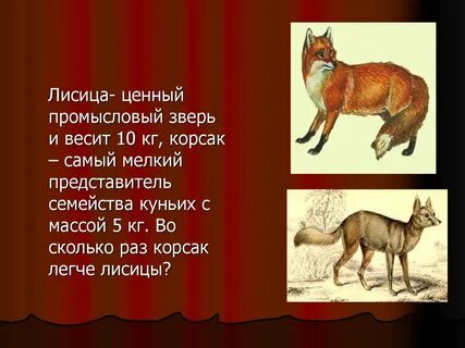 Вес лисы